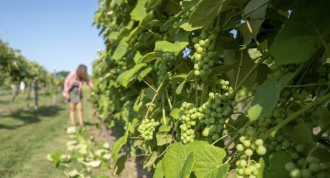 detail of grapes on the vine at UNH Woodman Farm